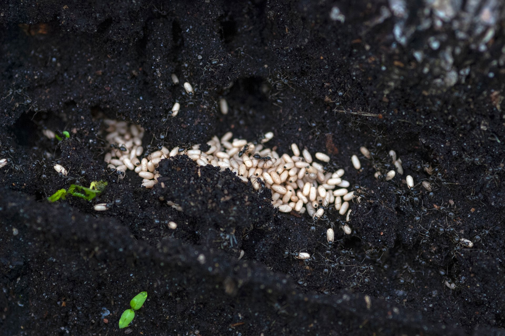 larvas de hormiga negra