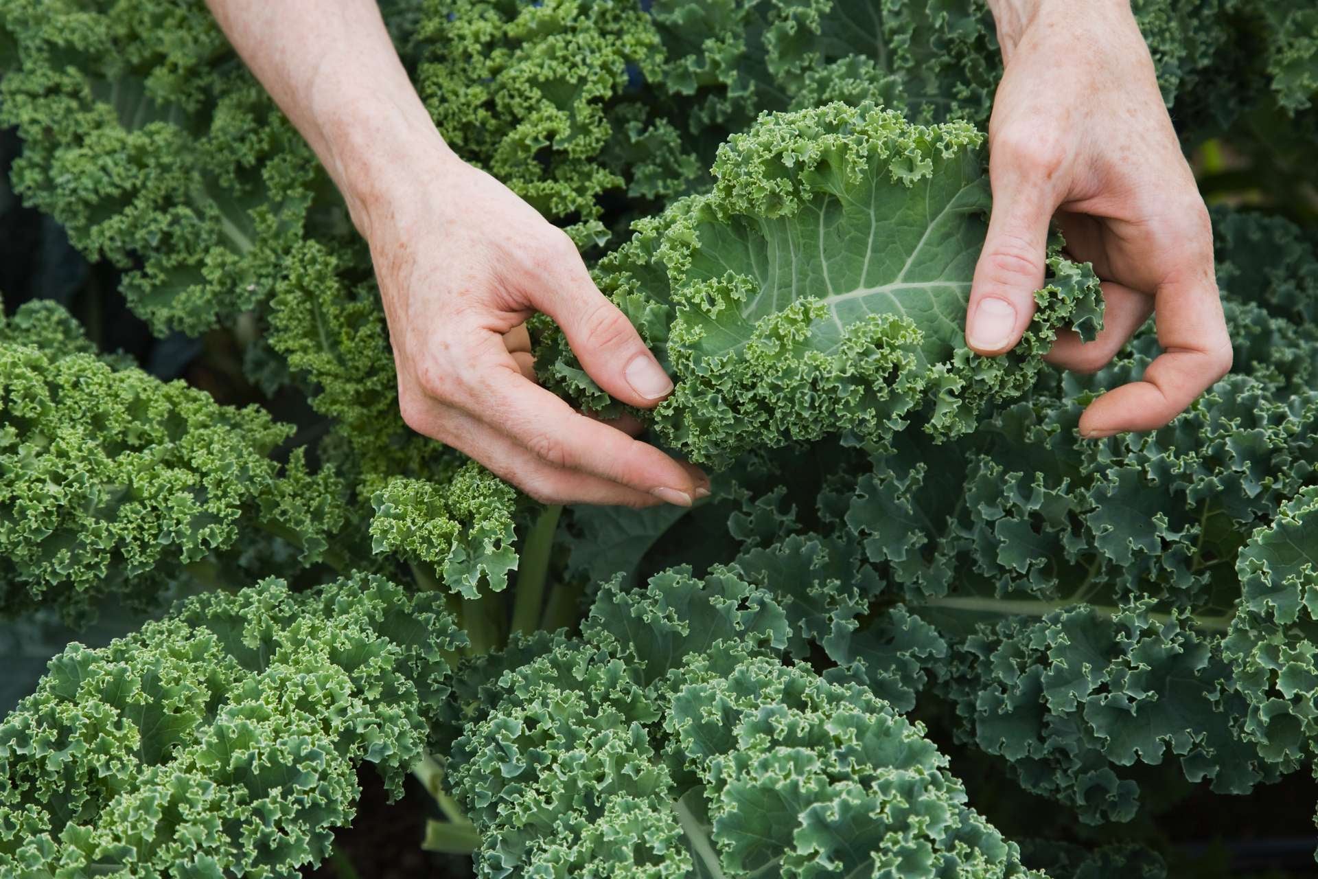 Kale (col rizada)