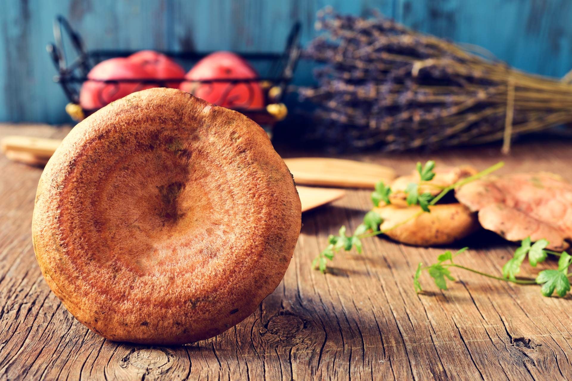 níscalos-propiedades