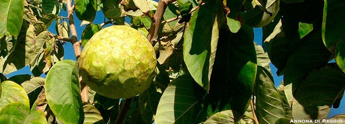 Chirimoya Reggio Calabria