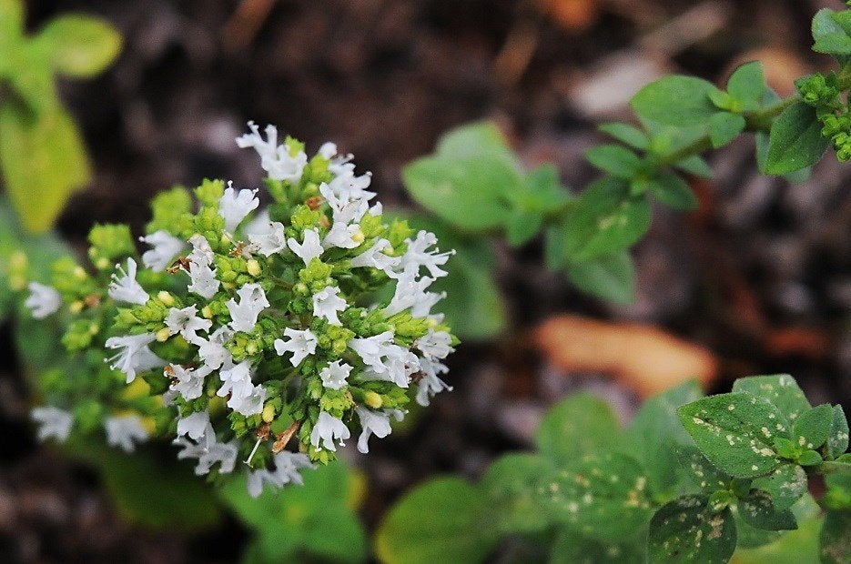 Origanum Majorana