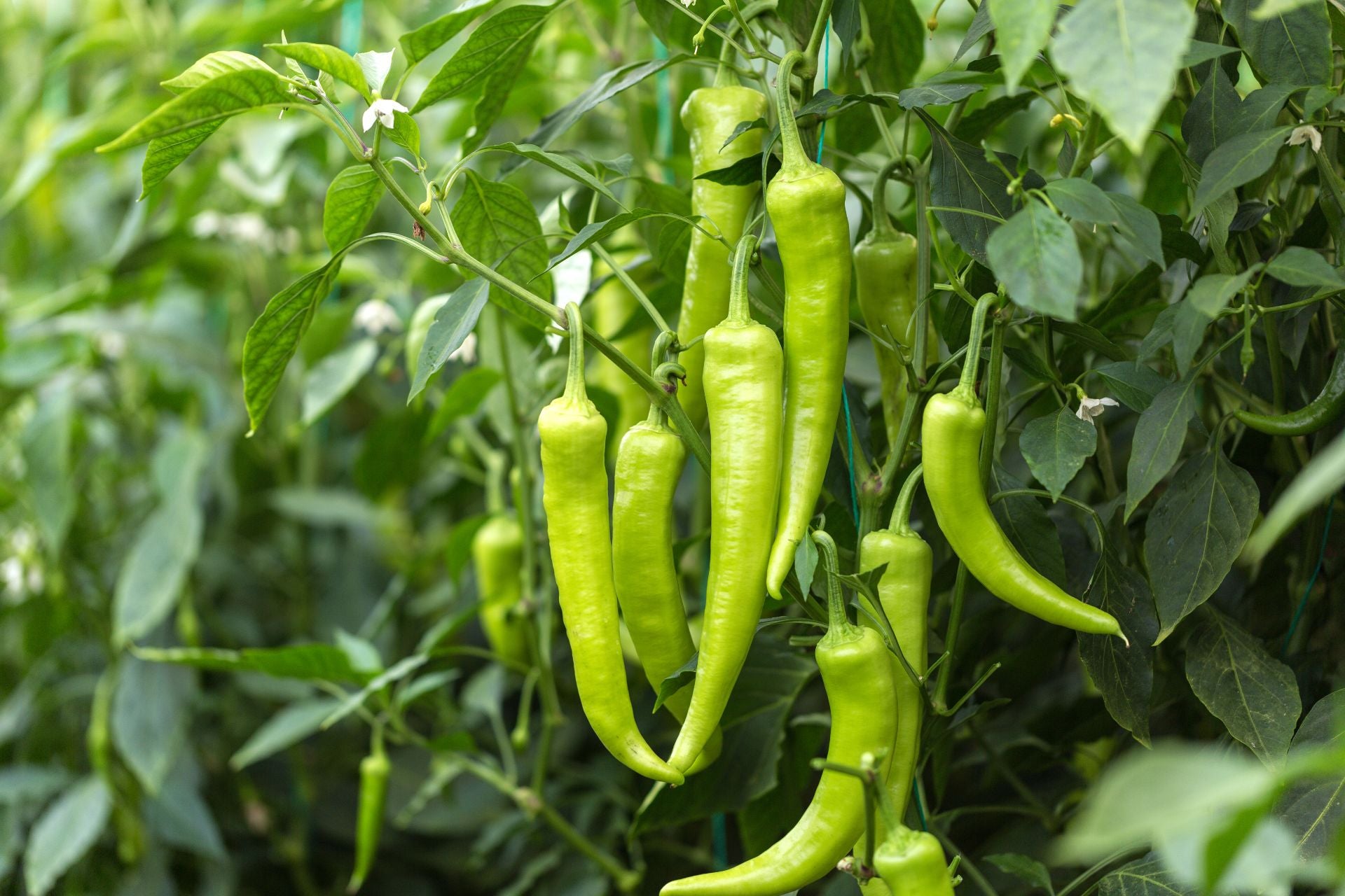 piparras-de-Ibarra-que-es