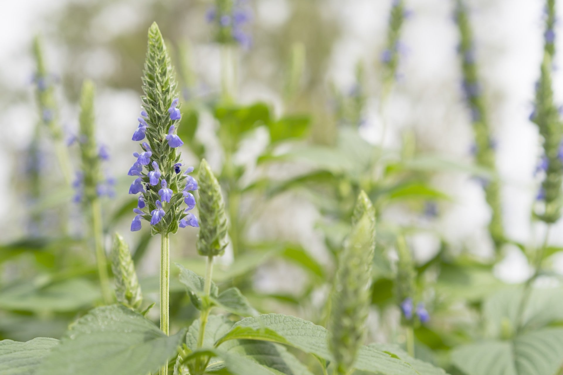 semillas-de-chía-que-es