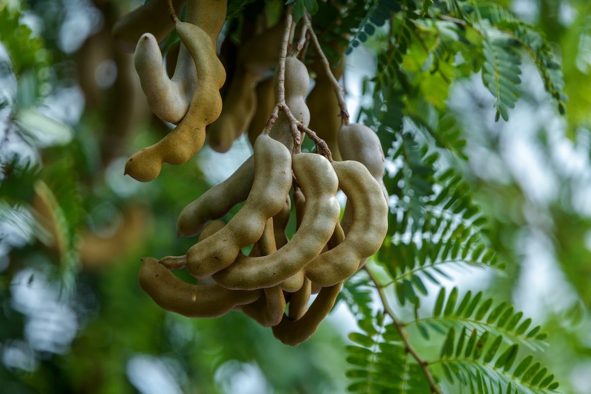 tamarindo-origen