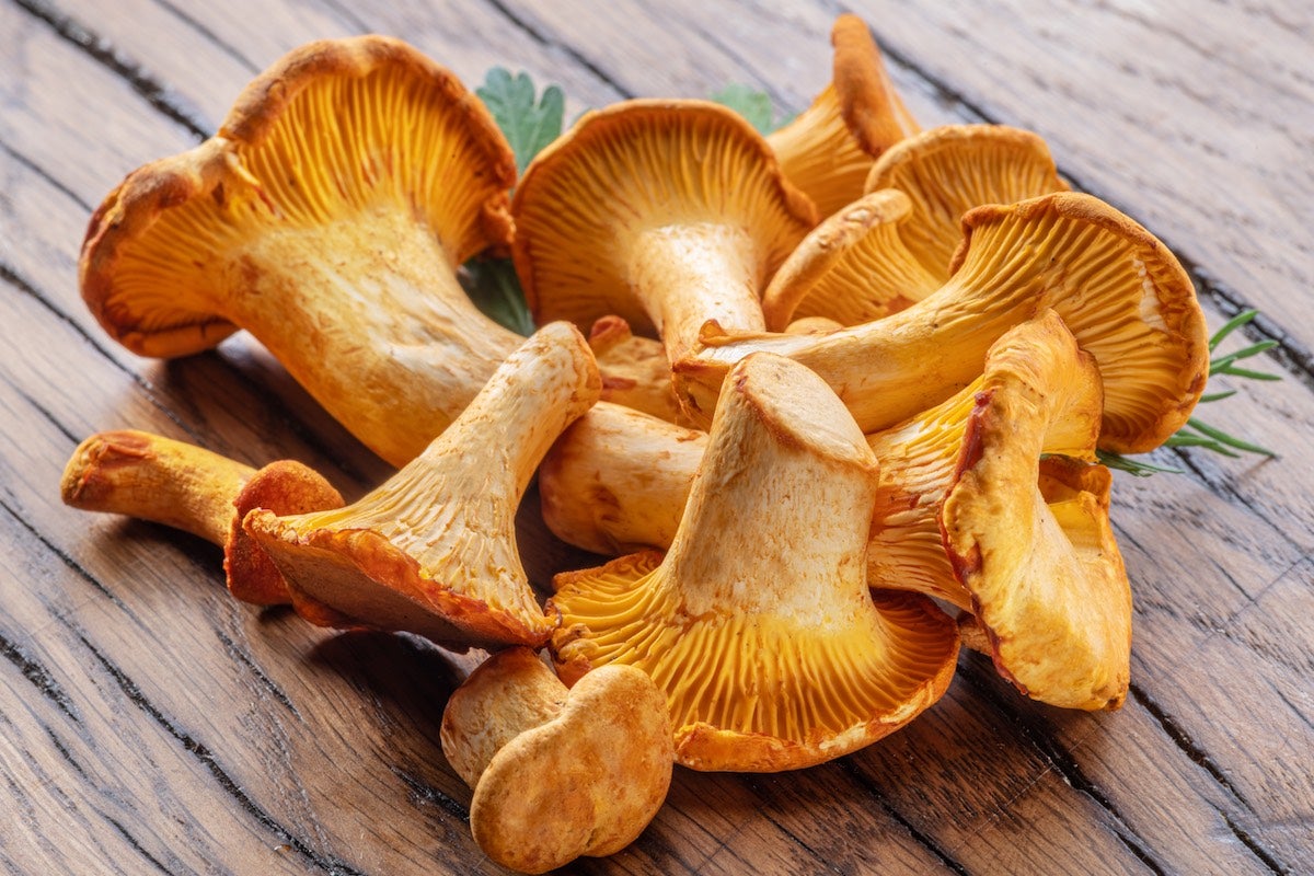 Cantharellus cibarius