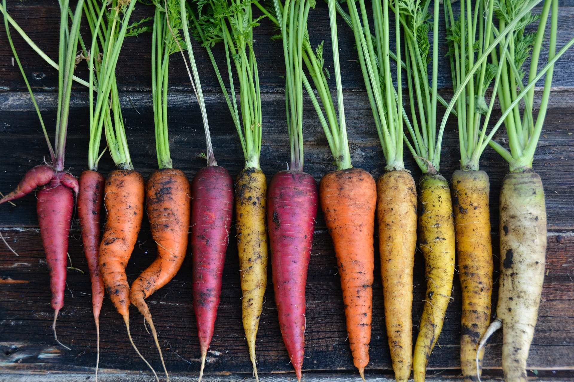 zanahoria-variedades