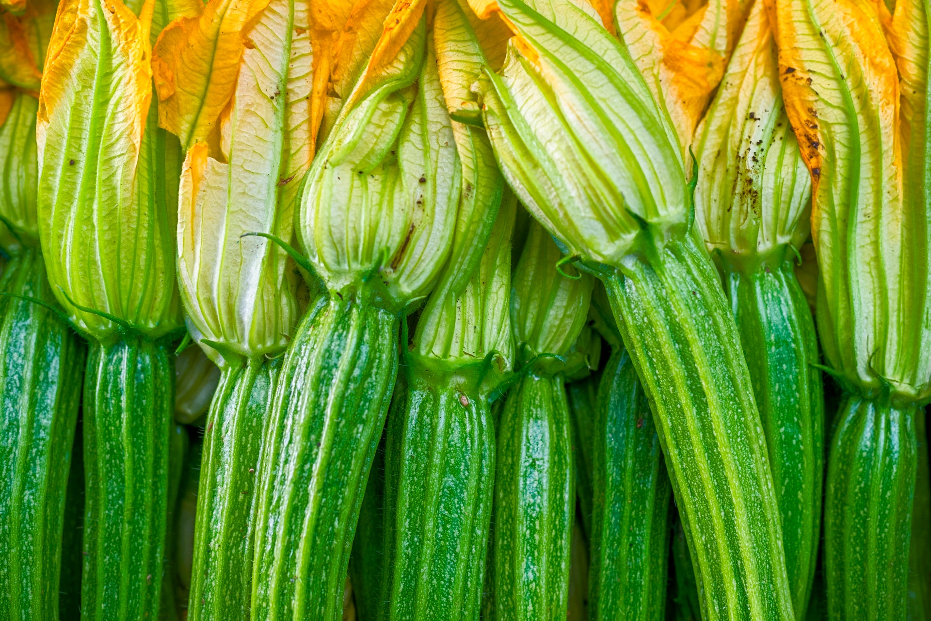 Calabacín largo florentino