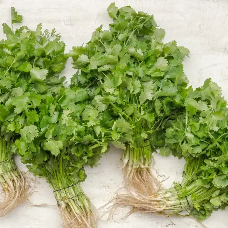 Cilantro