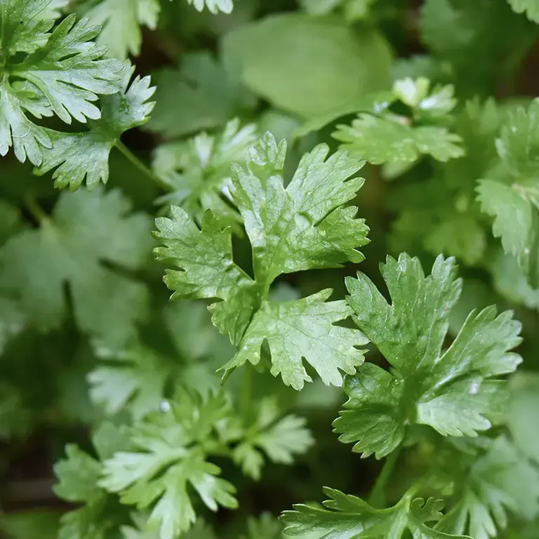 Perejil propiedades - Fine Dining Lovers