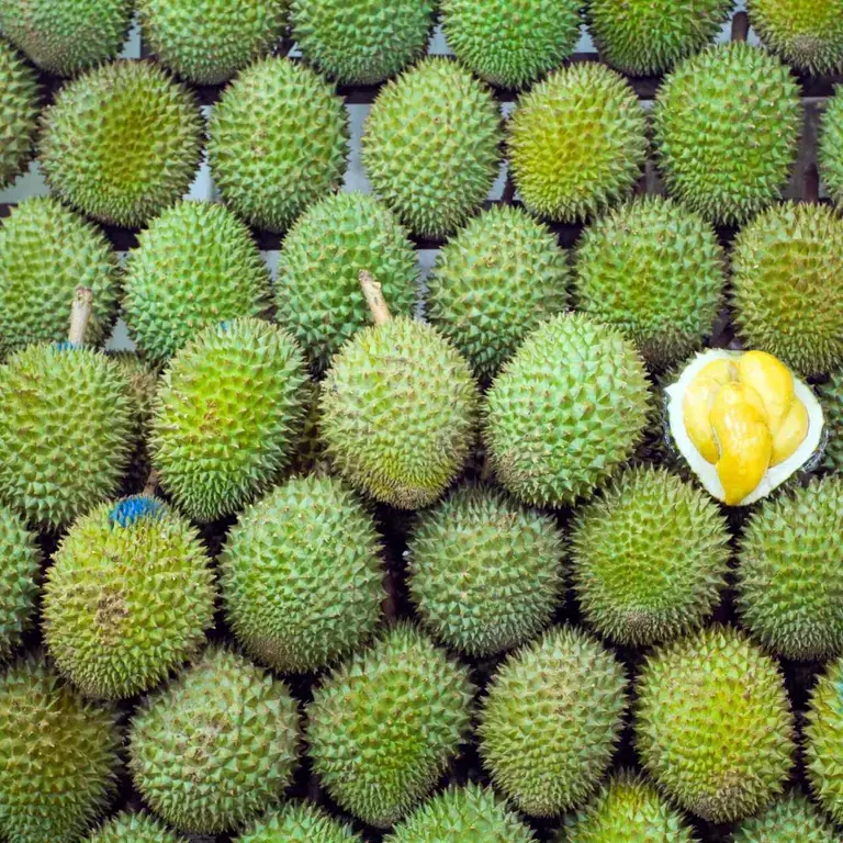 durian