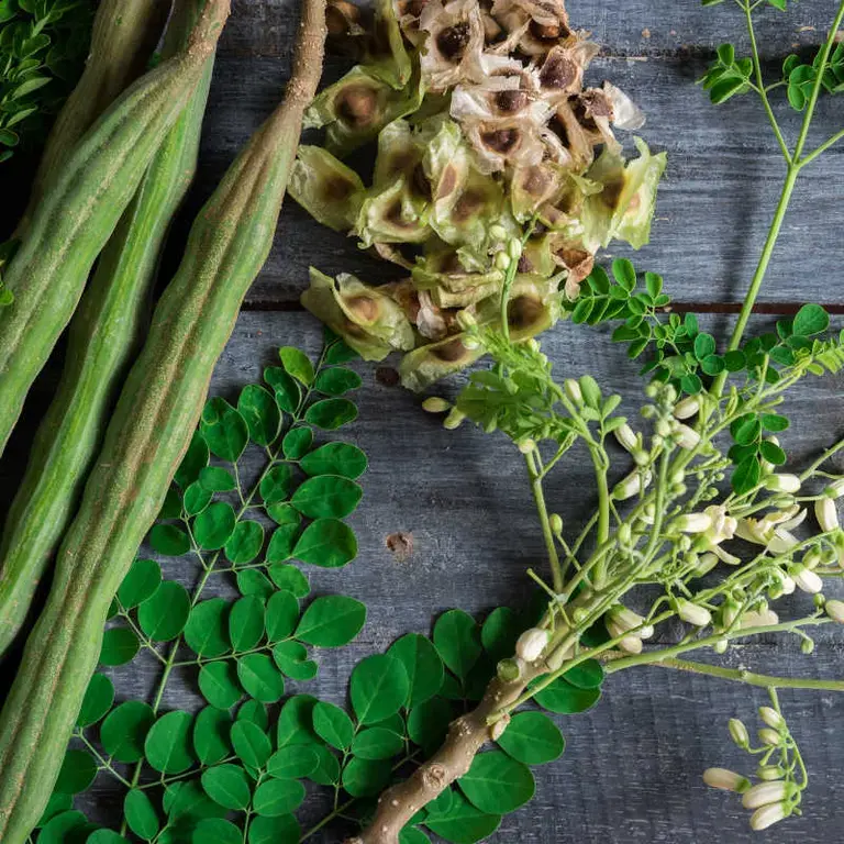 Propiedades de la moringa - Fine Dining Lovers