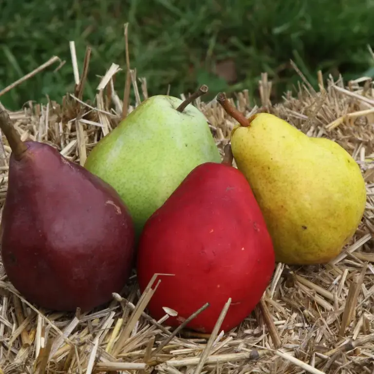 Diez variedades diferentes de peras y cómo comerlas