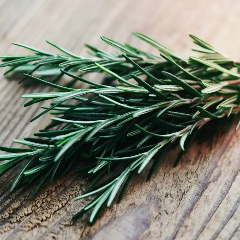 Romero: propiedades, beneficios y usos