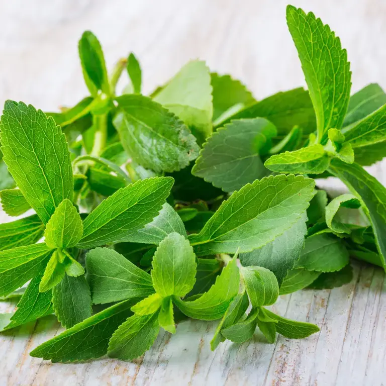 stevia