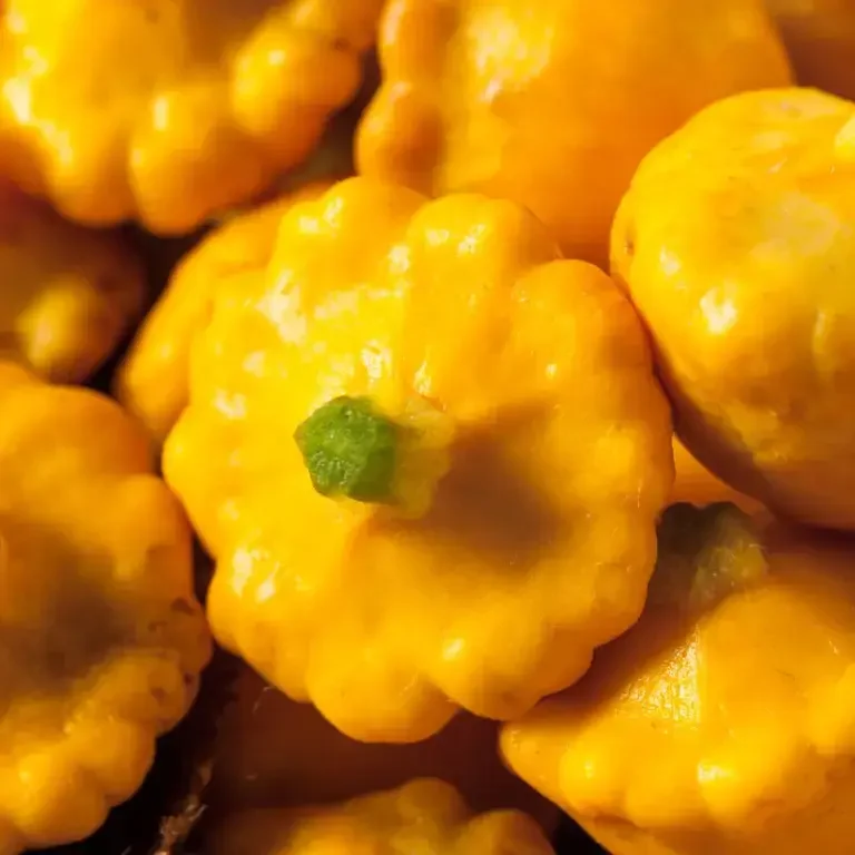 Calabaza Pattypan - Fine Dining Lovers