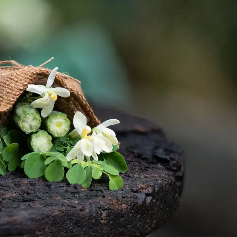 Propiedades de la moringa - Fine Dining Lovers