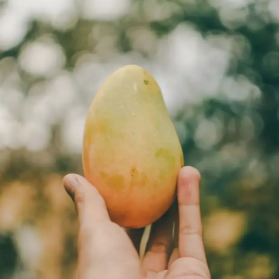 Homenaje de los chefs a los mangos: descubre cómo cocinan con mangos los chefs