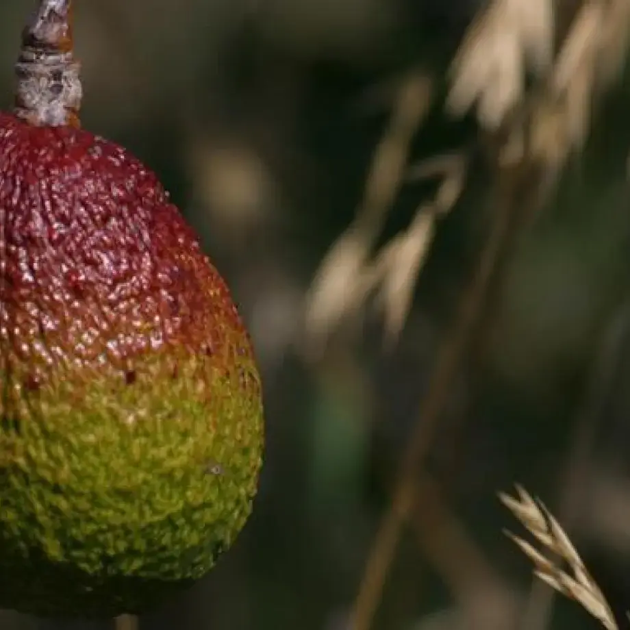 variedades de palta - Finedininglovers