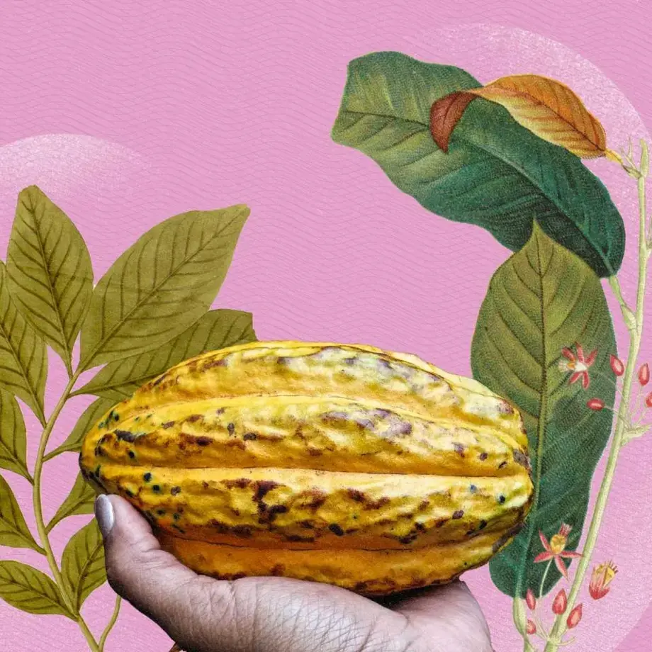 plantacion cacao refugio mujeres costa rica