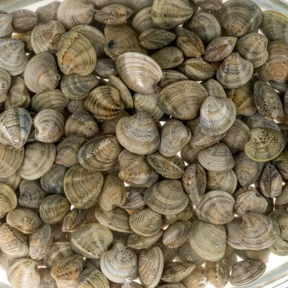 Como cocinar coquinas