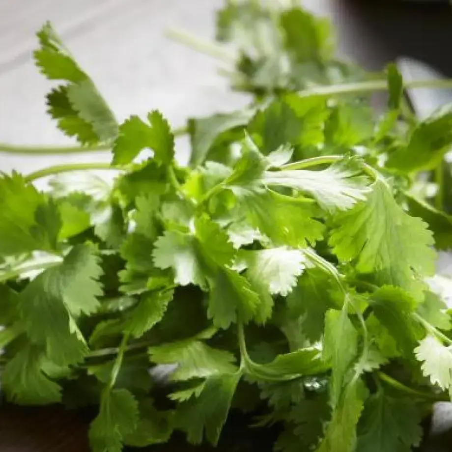 Cilantro