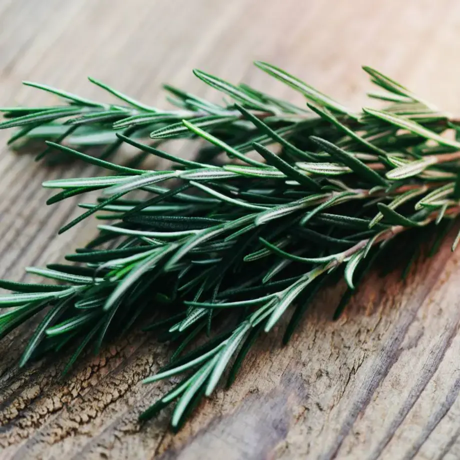 Romero: propiedades, beneficios y usos