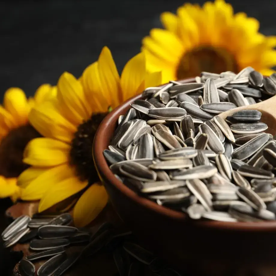 Semillas de girasol: propiedades y usos