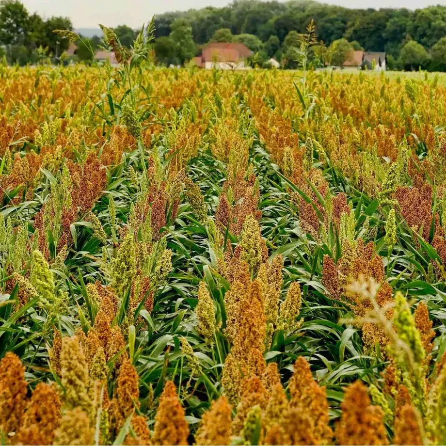 Sorgo y fonio - Finedininglovers