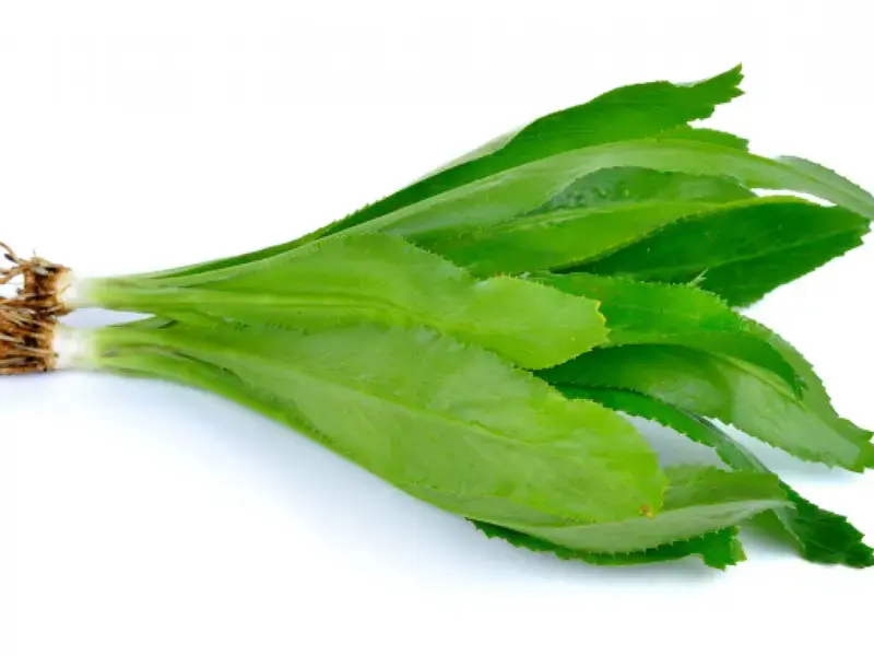 Culantro hierba